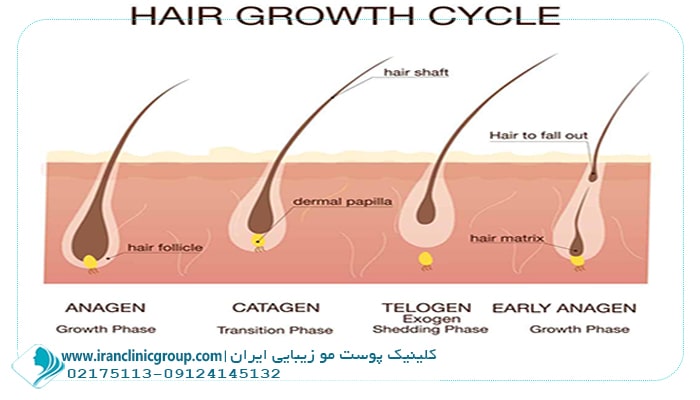 چرخه رشد فولیکول مو چگونه است؟